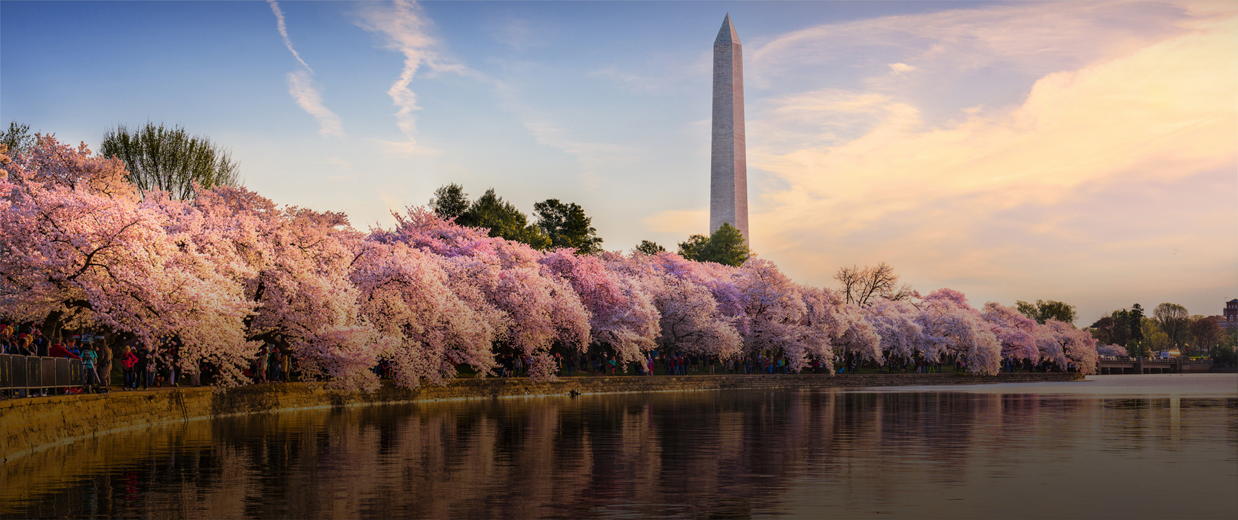 Monumento a Washington enmarcado por cerezos rosados junto al Tidal Basin en Washington, D.C.